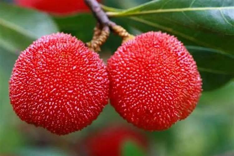 竹笋身上脱落下来的东西叫什么