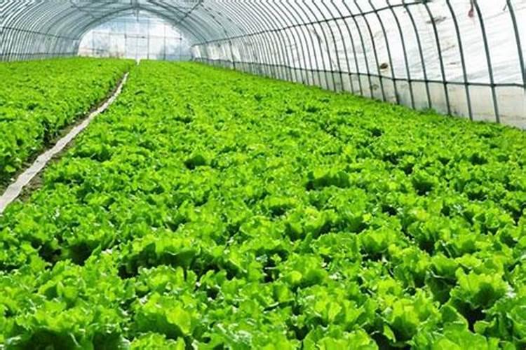 月季花最佳施肥时间是哪时候 月季花什么时候施肥好