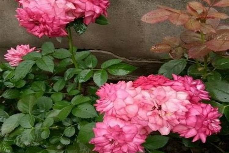 我的月季花的整个生长期该怎样施肥麻烦哪个大神告诉我一下？