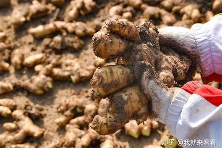 生姜可以用粪来做肥料吗