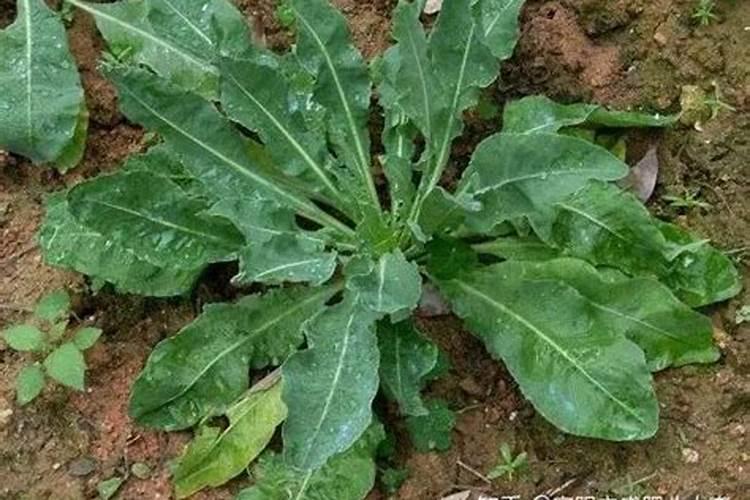 种植板蓝根施肥要合理,如何合理施肥？