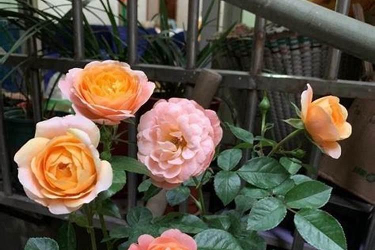 月季要施什么肥料