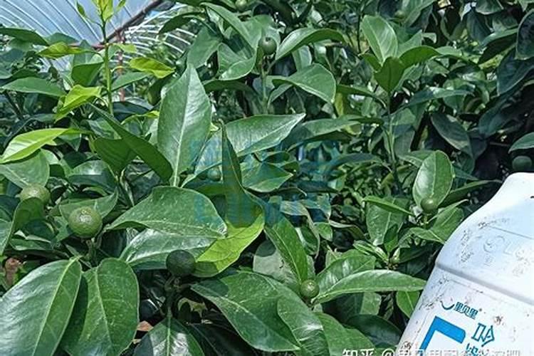 第一年的柑橘幼树怎样施肥才能长的粗壮？