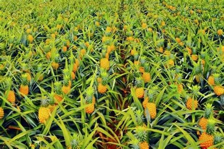 富贵椰子的养护方法及注意事项