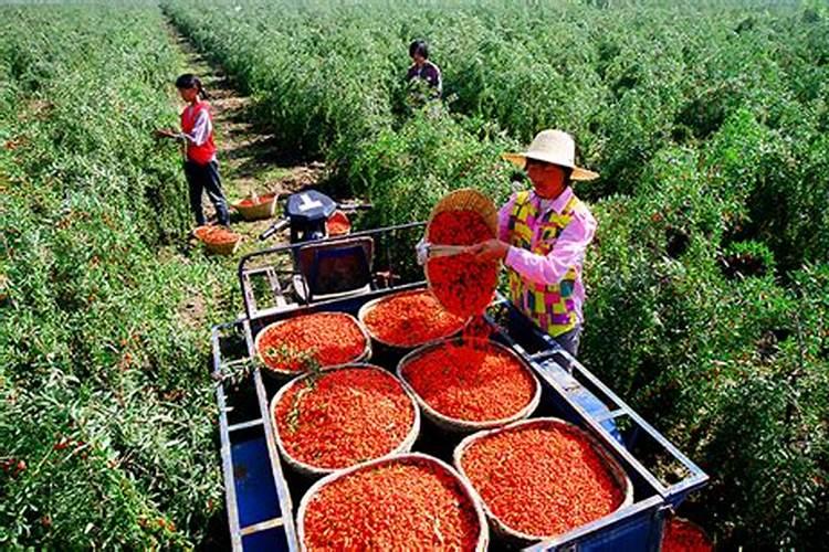 宁夏枸杞每亩地的施肥量是多少,氮磷钾肥分别是多少？