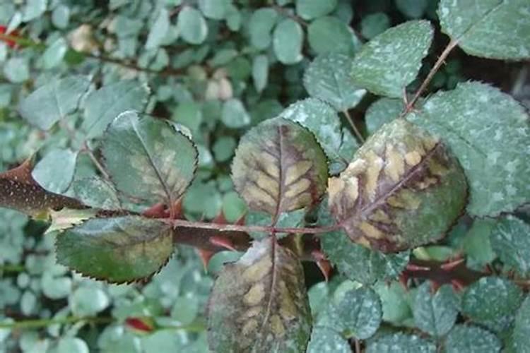 甘蔗施什么肥长得最快