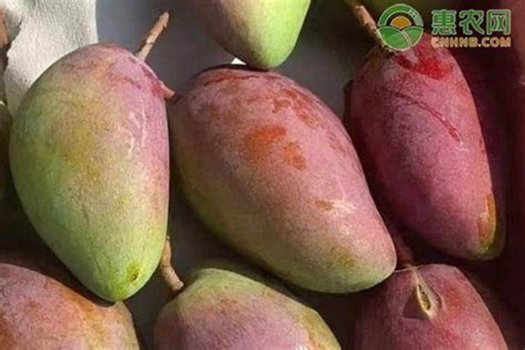 芒果的种植条件有哪些？怎样才能产出高品质的芒果？