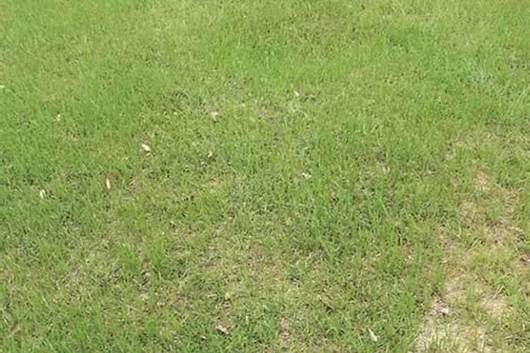 持续高温葡萄施肥可用施肥枪施肥吗