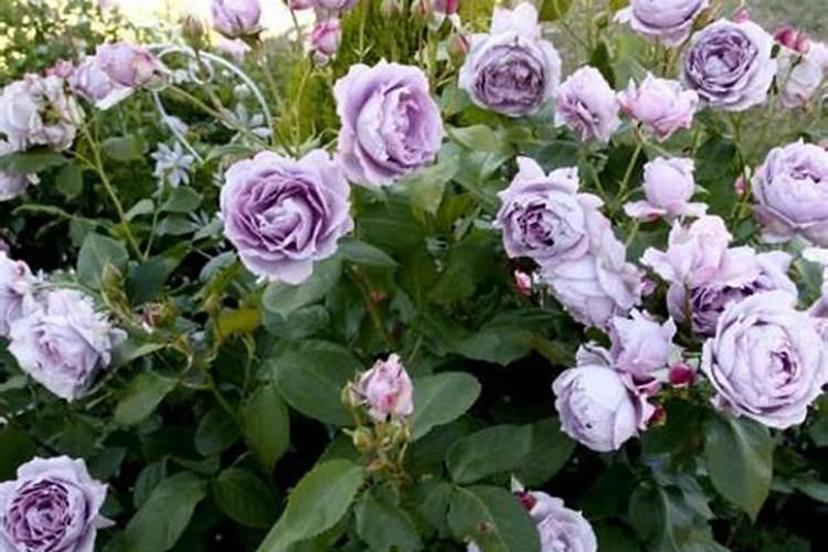 红提葡萄啥时候膨大