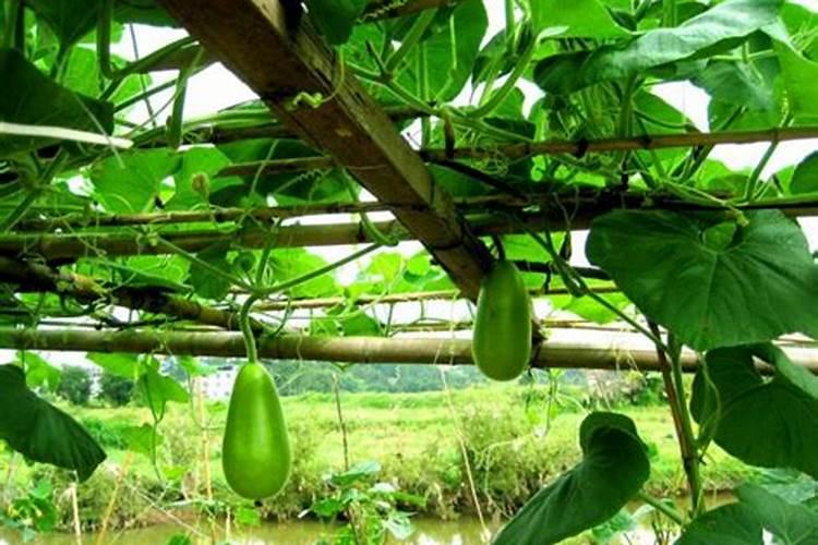 绣球无尽夏的修剪方法