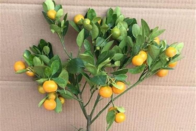 金桔树树叶没光泽,发黄,不长新叶,怎么办