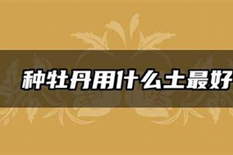 如何正确给兰花使用叶面肥