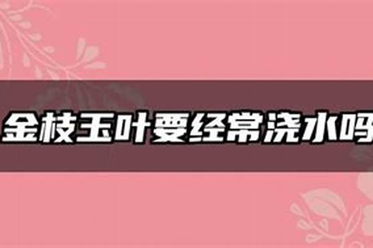 兰花施肥方法,用什么肥好