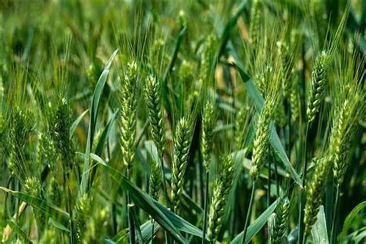 磷肥一亩地用多少