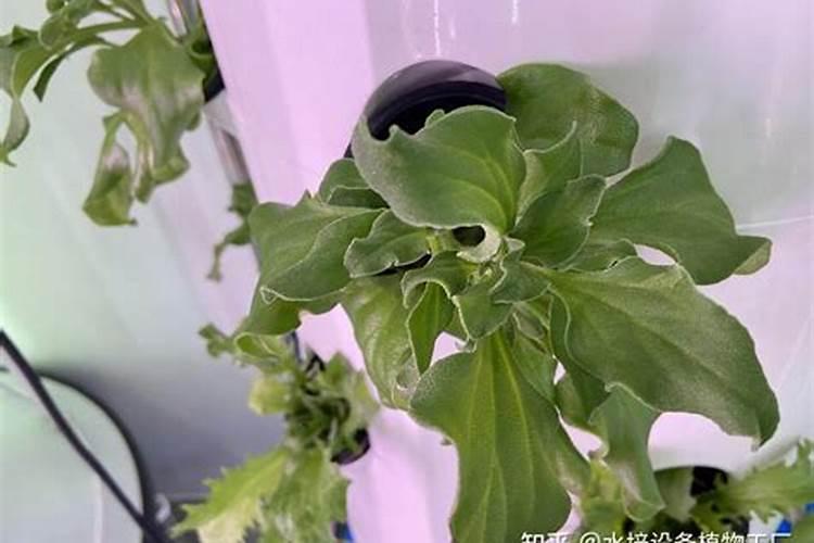 多肽鱼蛋白含腐植酸水容肥料能打花生吗