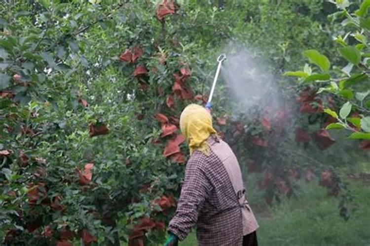 早熟苹果什么时候施钾肥最好？