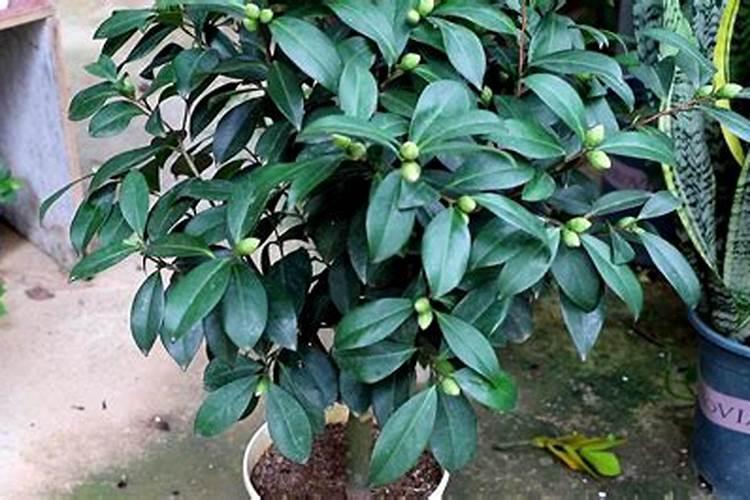 茶花已经开花了怎样浇水施肥？