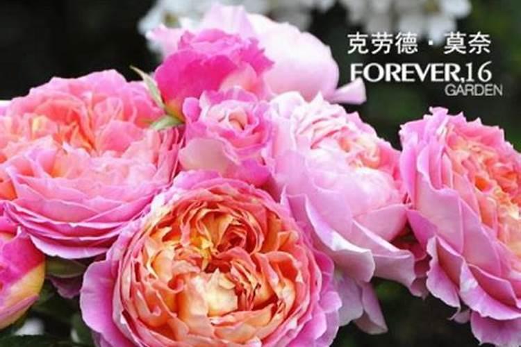 月季小苗施肥时间和方法