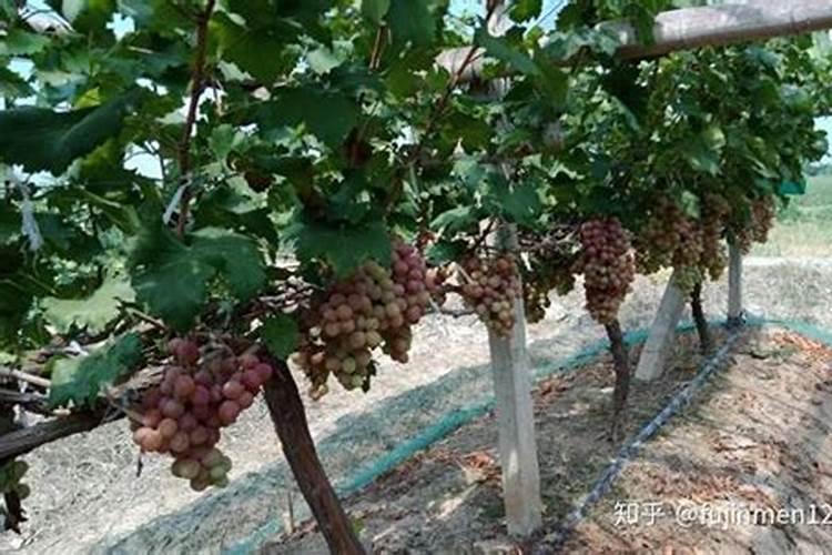 磷肥对果树的作用是什么