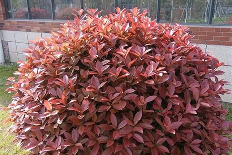 红叶石楠怎样种植成活率高
