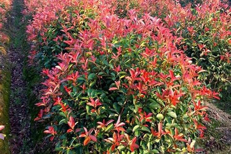 石楠苗要多长叶子用什么叶面肥好？