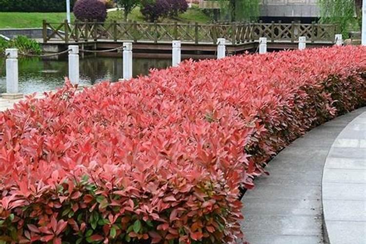 红叶石楠怎样种植成活率高