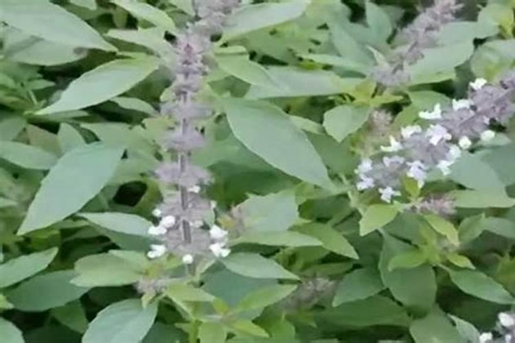 荆芥有哪些特征？