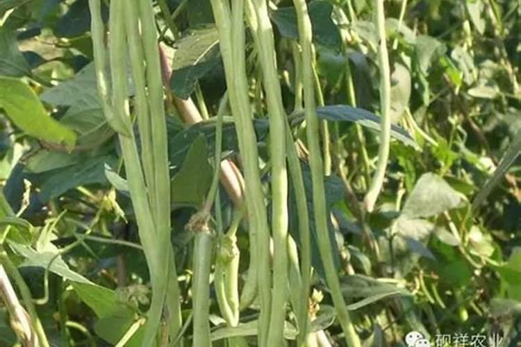 豆角叶片发黄的原因及防治方法