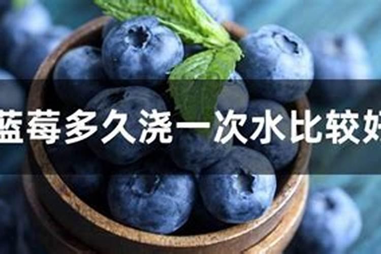 蓝莓什么时候施肥合适