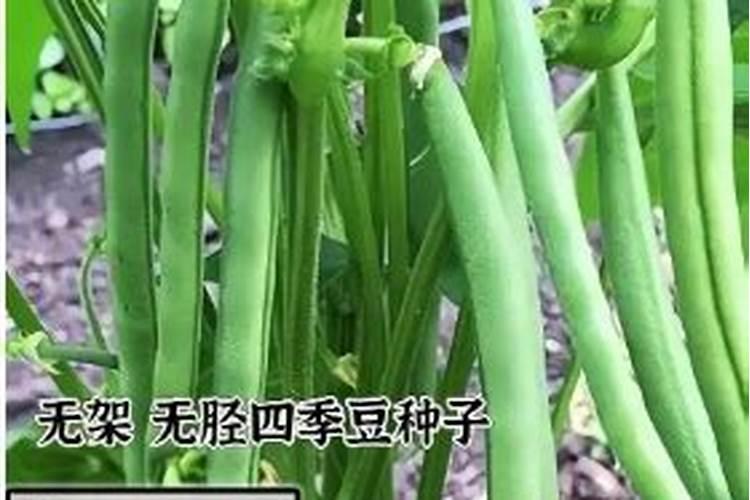 四季豆长起来了什么时候可以施肥？