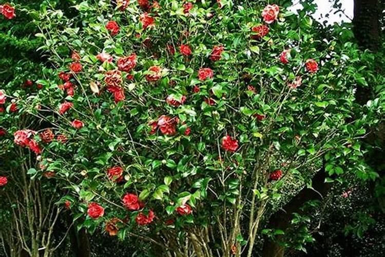 大蒜追肥的最佳时间