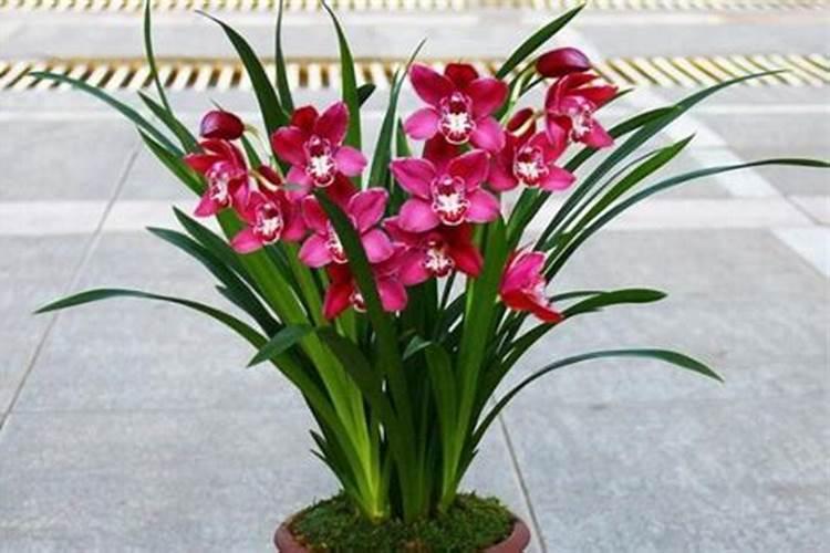 磷钾肥和磷酸二氢钾有什么区别