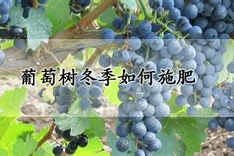葡萄树冬天何时下基肥,用啥肥好？