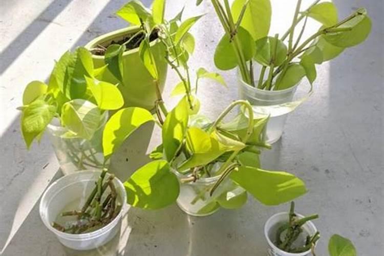 水稻钾肥的正确使用方法