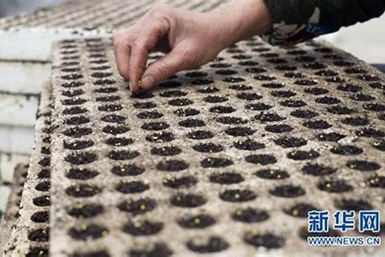 红波菜刚发芽为什么是绿色的？