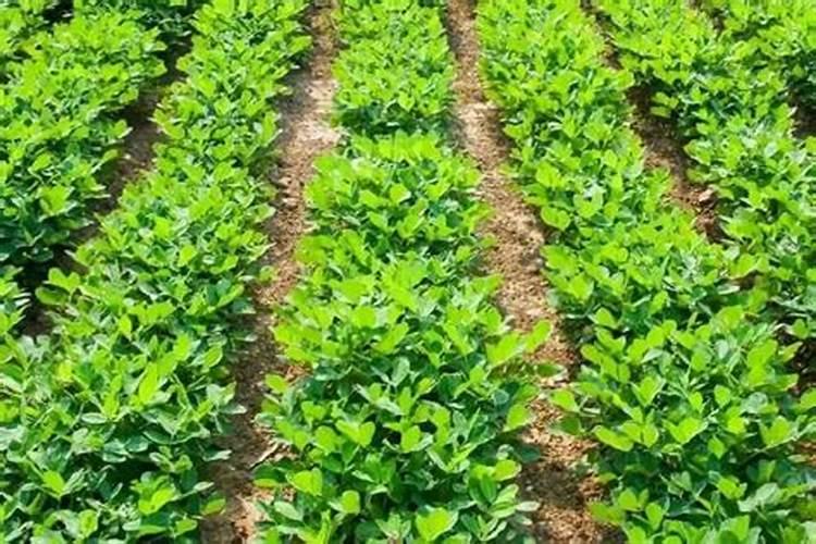 花生打什么药能高产