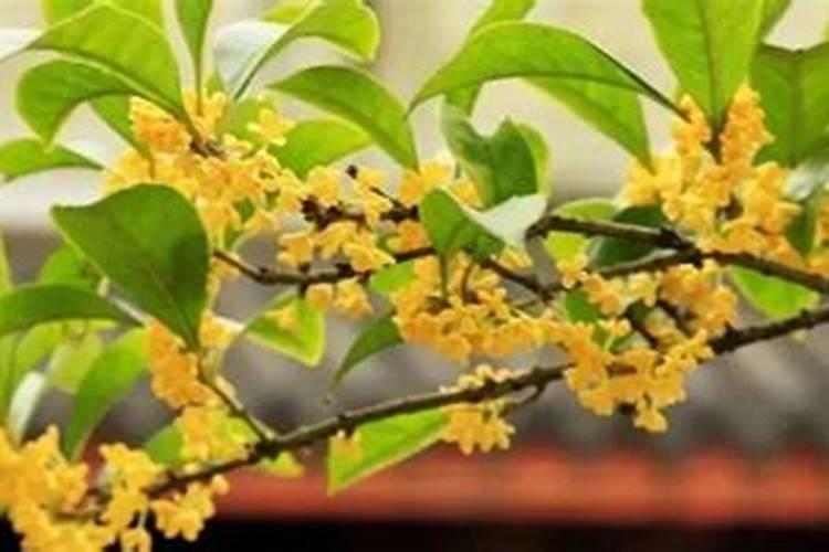 要到桂花的花期了,如何才能让桂花开花少,而且开花时间长呢？百度...