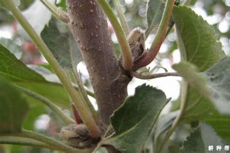 苹果花芽分化用什么肥 苹果花芽分化期时间