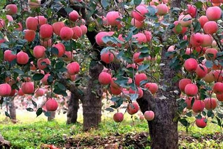 苹果树用什么肥料进行追肥