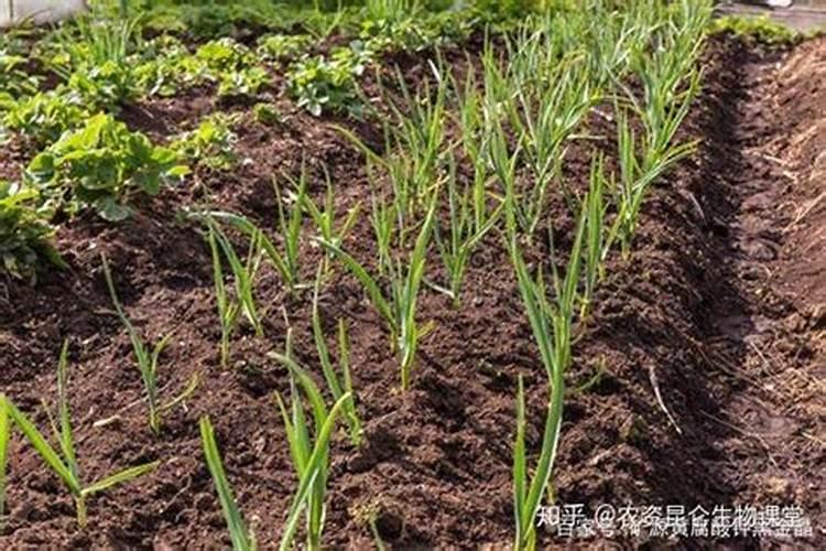 大蒜什么时候追肥最合适