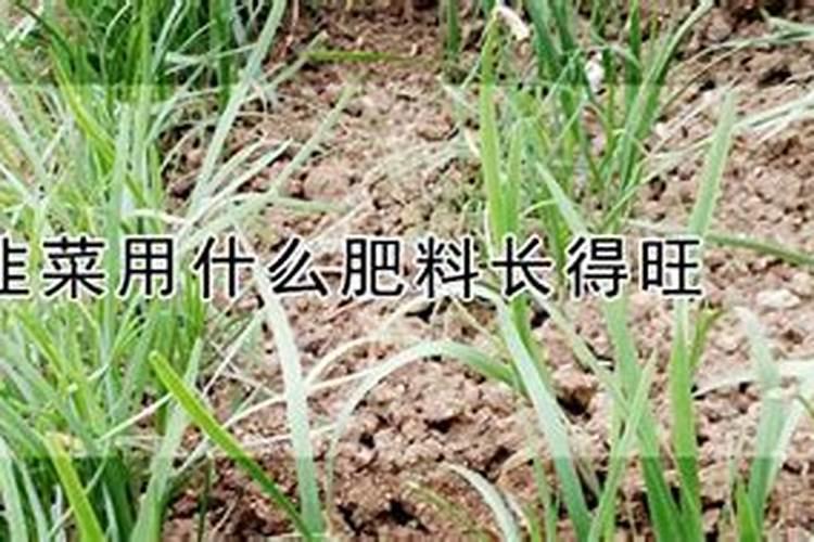 盆栽韭菜怎样施肥
