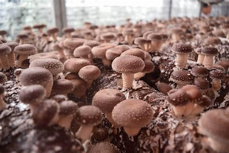 三角梅的根烂了怎么办 还能救活吗