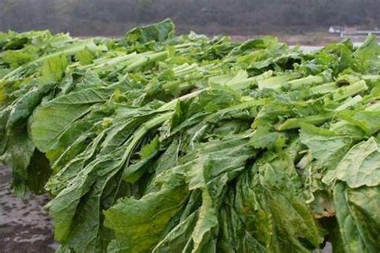 菜叶子怎么做肥料