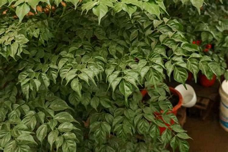 车用尿素一升多少钱车用尿素多少一吨？