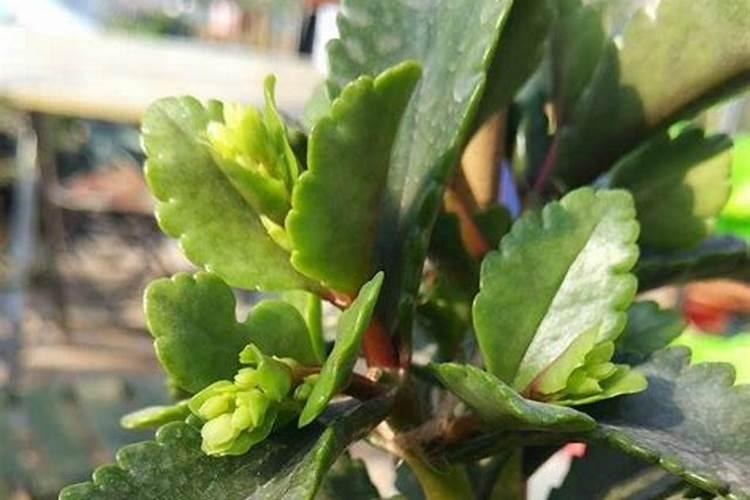 哈密瓜膨果期怎样施肥