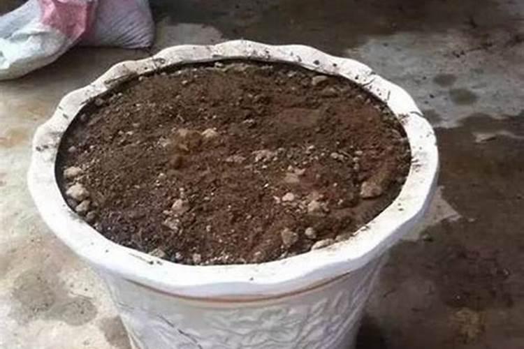 淡水鱼这动物是发物吗？