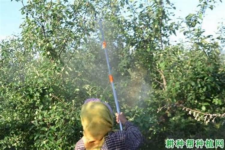 草甘膦不小心打到玉米上怎么办