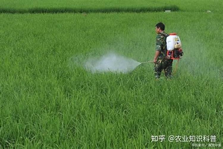 西瓜打了草甘膦有解药吗