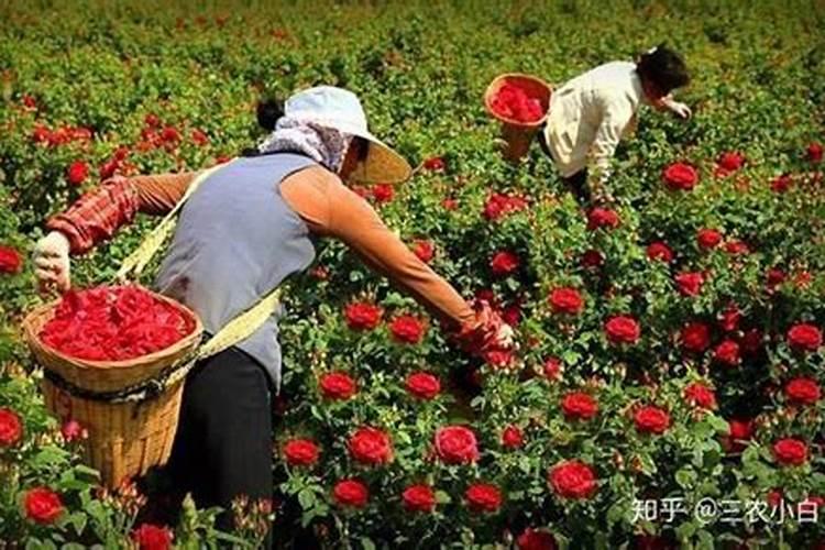 玫瑰一般哪几个月施肥