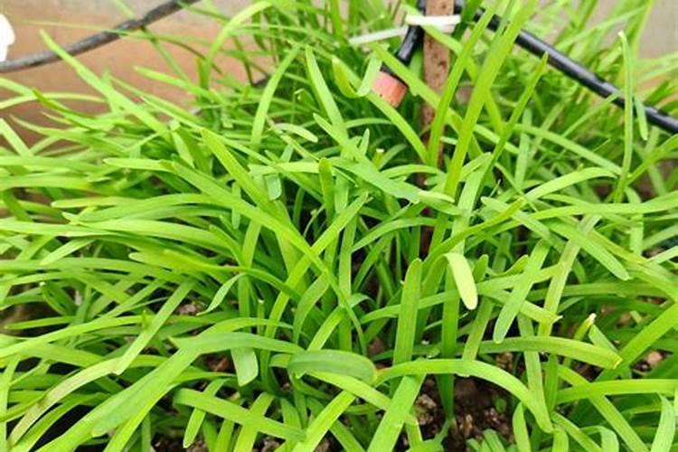 钙镁磷肥的作用及功能是什么